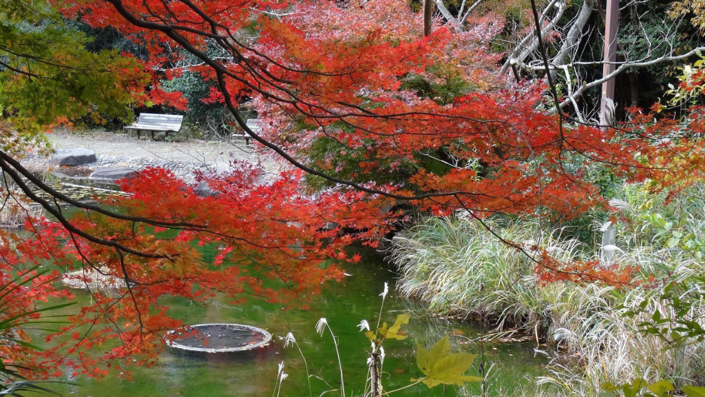 Fall Foliage tour at Kanazawa Natural Park